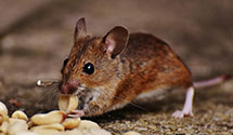 24 Hour & Emergency Exterminators in Bentley Springs, MD